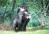 Elephant ride in Kabini
